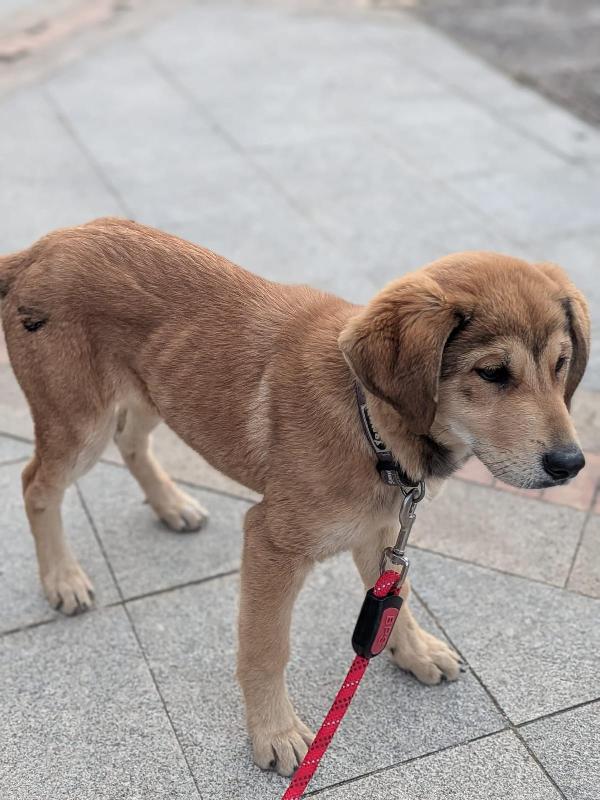 ✨ La storia di Nala ✨ Foto 10